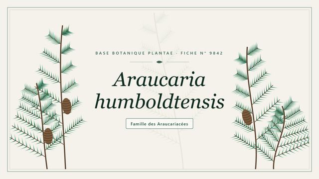 Araucaria humboldtensis : conseils et analyse Planche botanique stylisée d’Araucaria humboldtensis, famille des Araucariacées
