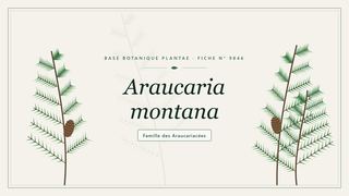 Planche botanique stylisée d’Araucaria montana, famille des Araucariacées