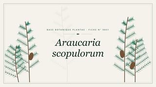 Planche botanique stylisée d’Araucaria scopulorum