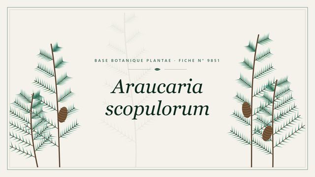 Araucaria scopulorum : fiche descriptive et taxonomie Planche botanique stylisée d’Araucaria scopulorum