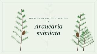 Planche botanique stylisée d’Araucaria subulata