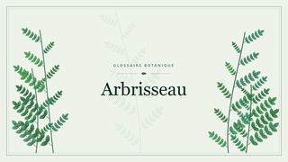 Illustration botanique stylisée du terme « Arbrisseau » du glossaire