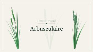Illustration botanique stylisée du terme « Arbusculaire » du glossaire
