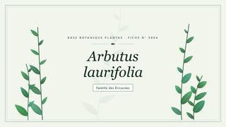 Planche botanique stylisée d’Arbutus laurifolia, famille des Éricacées