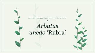 Planche botanique stylisée d’Arbutus unedo ‘Rubra’