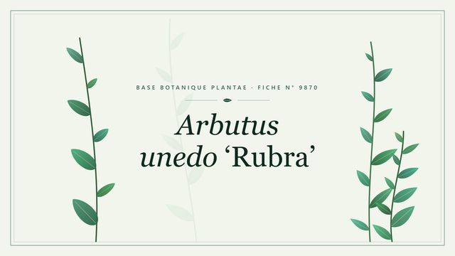 Arbutus unedo rubra : description, culture et usages ornementaux Planche botanique stylisée d’Arbutus unedo ‘Rubra’