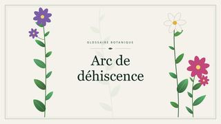 Illustration botanique stylisée du terme « Arc de déhiscence » du glossaire