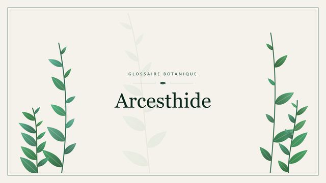 Définition de « arcesthide » en botanique Illustration botanique stylisée du terme « Arcesthide » du glossaire