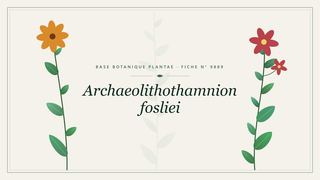 Planche botanique stylisée d’Archaeolithothamnion fosliei