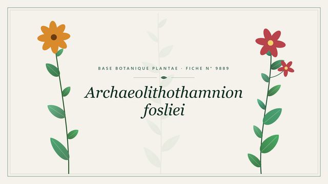Archaeolithothamnion fosliei : fiche descriptive et taxonomie Planche botanique stylisée d’Archaeolithothamnion fosliei