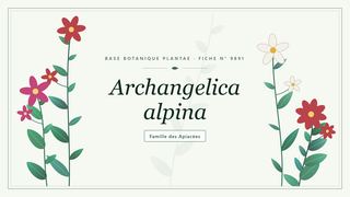 Planche botanique stylisée d’Archangelica alpina, famille des Apiacées