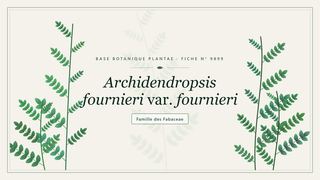 Planche botanique stylisée d’Archidendropsis fournieri var. fournieri, famille des Fabaceae
