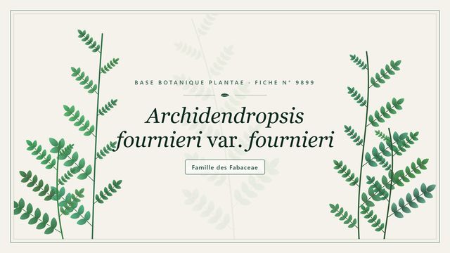 Archidendropsis fournieri var. fournieri Planche botanique stylisée d’Archidendropsis fournieri var. fournieri, famille des Fabaceae