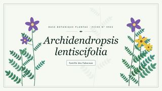 Planche botanique stylisée d’Archidendropsis lentiscifolia, famille des Fabaceae