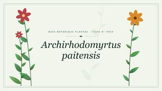Planche botanique stylisée d’Archirhodomyrtus paitensis