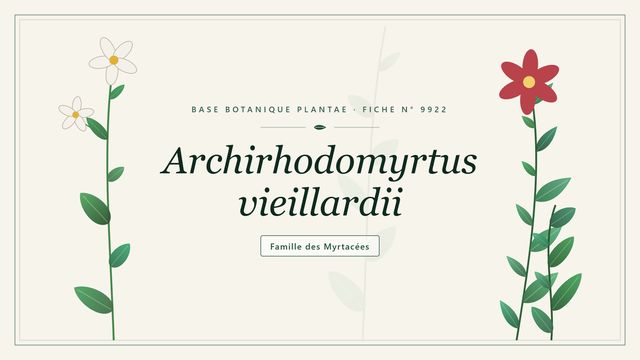 Archirhodomyrtus vieillardii, arbuste de Nouvelle-Calédonie Planche botanique stylisée d’Archirhodomyrtus vieillardii, famille des Myrtacées