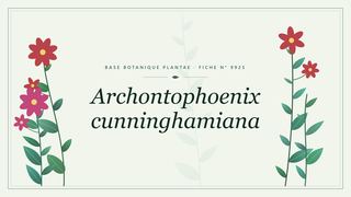 Planche botanique stylisée d’Archontophoenix cunninghamiana