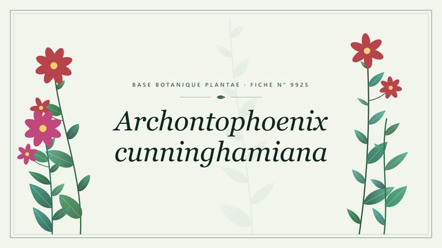Archontophoenix cunninghamiana : fiche descriptive et taxonomie Planche botanique stylisée d’Archontophoenix cunninghamiana