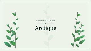 Illustration botanique stylisée du terme « Arctique » du glossaire