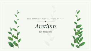 Planche botanique stylisée d’Arctium (Les bardanes)