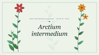 Planche botanique stylisée d’Arctium intermedium
