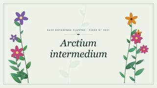 Planche botanique stylisée d’Arctium intermedium