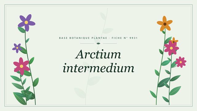Arctium intermedium, sa classification et son habitat Planche botanique stylisée d’Arctium intermedium