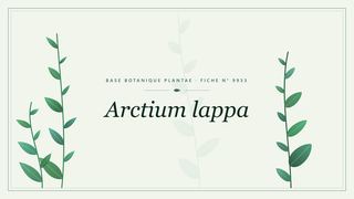 Planche botanique stylisée d’Arctium lappa