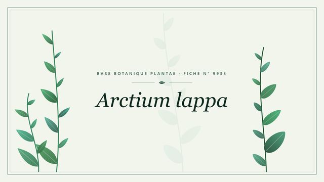 Arctium lappa : fiche descriptive et taxonomie Planche botanique stylisée d’Arctium lappa