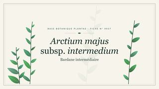 Planche botanique stylisée d’Arctium majus subsp. intermedium (Bardane intermédiaire)