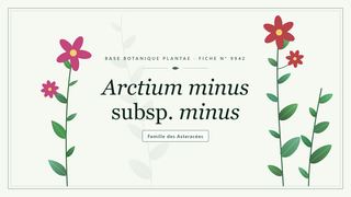 Planche botanique stylisée d’Arctium minus subsp. minus, famille des Asteracées