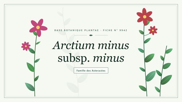 Arctium minus subsp. minus : panorama Planche botanique stylisée d’Arctium minus subsp. minus, famille des Asteracées