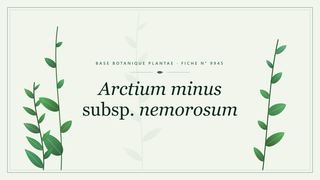 Planche botanique stylisée d’Arctium minus subsp. nemorosum