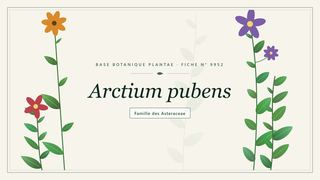 Planche botanique stylisée d’Arctium pubens, famille des Asteraceae