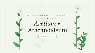 Planche botanique stylisée d’Arctium × ‘Arachnoideum’, famille des Asteraceae