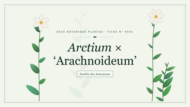 Arctium × arachnoideum, la bardane hybride aux bractées aranéeuses Planche botanique stylisée d’Arctium × ‘Arachnoideum’, famille des Asteraceae