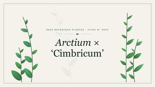 Planche botanique stylisée d’Arctium × ‘Cimbricum’