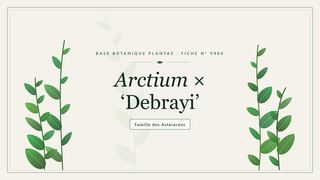 Planche botanique stylisée d’Arctium × ‘Debrayi’, famille des Astéracées