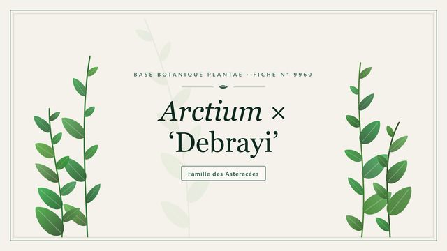 Arctium × debrayi : panorama Planche botanique stylisée d’Arctium × ‘Debrayi’, famille des Astéracées