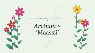 Planche botanique stylisée d’Arctium × ‘Maassii’