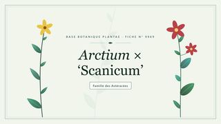 Planche botanique stylisée d’Arctium × ‘Scanicum’, famille des Astéracées