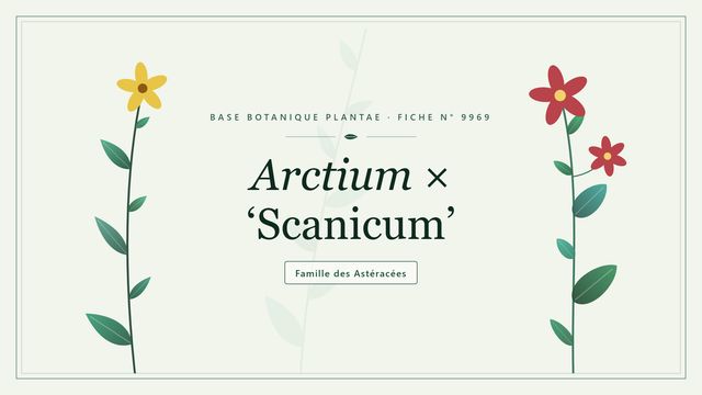 Arctium × scanicum, bardane hybride décrite en Scandinavie Planche botanique stylisée d’Arctium × ‘Scanicum’, famille des Astéracées