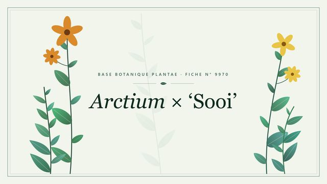 Arctium × sooi : fiche descriptive et taxonomie Planche botanique stylisée d’Arctium × ‘Sooi’