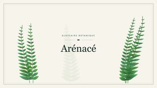 Illustration botanique stylisée du terme « Arénacé » du glossaire