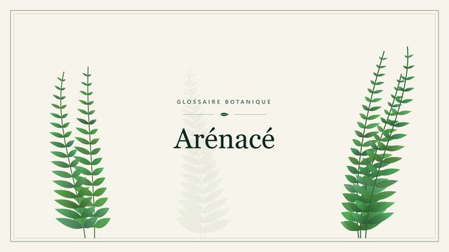 Arénacé : ce que signifie un sol sableux pour les plantes Illustration botanique stylisée du terme « Arénacé » du glossaire