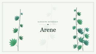 Illustration botanique stylisée du terme « Arene » du glossaire