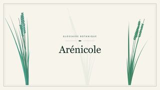 Illustration botanique stylisée du terme « Arénicole » du glossaire