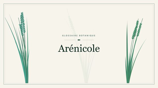 Arénicole : comment s'y retrouver Illustration botanique stylisée du terme « Arénicole » du glossaire