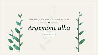 Planche botanique stylisée d’Argemone alba