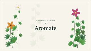 Illustration botanique stylisée du terme « Aromate » du glossaire